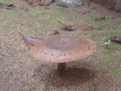 Parasol Mushroom  Macrolepiota procera,Parasol mushroom