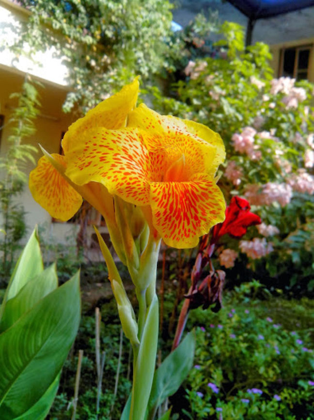 Canna Canna - Yellow King Humbert Canna indica
