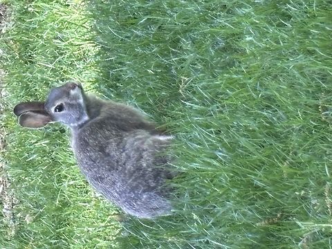 Eastern cottontail  Eastern cottontail,Geotagged,Spring,Sylvilagus floridanus,United States,eastern cottontail