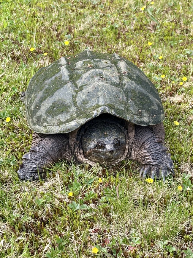Common Snapper  Chelydra serpentina,Common snapping turtle,Geotagged,Spring,United States