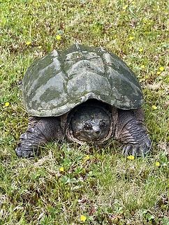 Common Snapper  Chelydra serpentina,Common snapping turtle,Geotagged,Spring,United States
