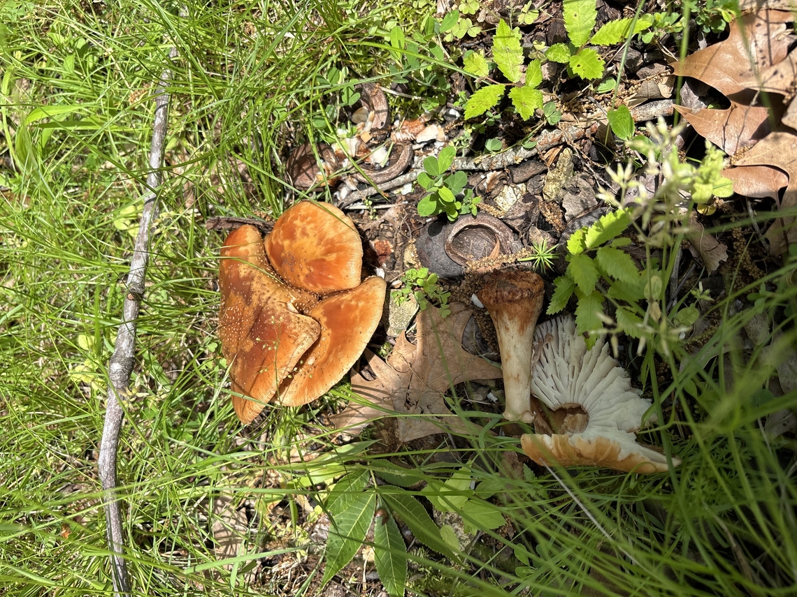 Trying to identify these mushrooms found in Huntsville, Alabama. Please help me to identify to see if they are edible.