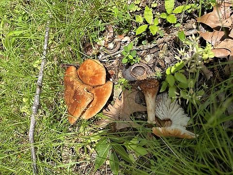 Trying to identify these mushrooms found in Huntsville, Alabama. Please help me to identify to see if they are edible.