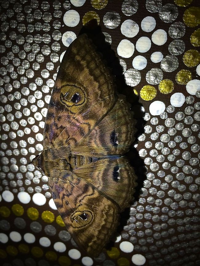 Rockhampton_moth This large dark moth (wingspan about 9.5 cm) and a few of its friends are often seen in and around our suburban house.  I don&#039;t know its common or scientific name, but would love to know.  It&#039;s very accepting of being photographed and will sit through several minutes of sessions, even with a flash or lighting.  In this photo its resting place is a painting by Nindi, an Indigenous artist from North Queensland.<br />
<br />
Taken with an iPhone 5S, using lighting from iPhone 4s. Brown,Queensland,Speiredonia spectans,brown moth,dark,moth