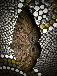 Rockhampton_moth This large dark moth (wingspan about 9.5 cm) and a few of its friends are often seen in and around our suburban house.  I don't know its common or scientific name, but would love to know.  It's very accepting of being photographed and will sit through several minutes of sessions, even with a flash or lighting.  In this photo its resting place is a painting by Nindi, an Indigenous artist from North Queensland.

Taken with an iPhone 5S, using lighting from iPhone 4s. Brown,Queensland,Speiredonia spectans,brown moth,dark,moth