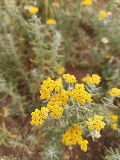 Achillea filipendulina Achellea fillipendunila
Wild planet that grows in asia Achillea filipendulina,Fernleaf Yarrow,Geotagged,Jordan
