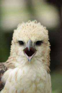 That Bird was shocked. Look at that eagle! The face that the eagle made was close enough with human face.  Birds,Geotagged,Indonesia,contest,nature