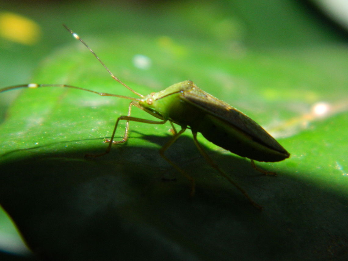 Green bug