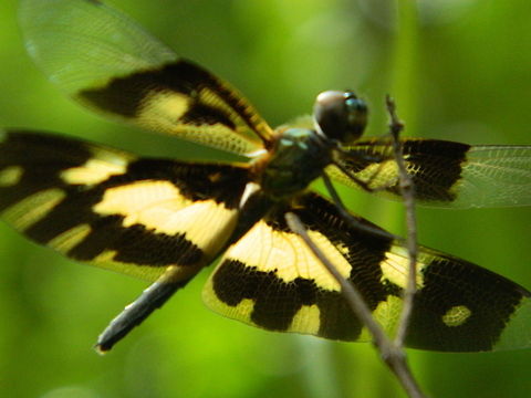 Variegated flutterer  Rhyothemis variegata