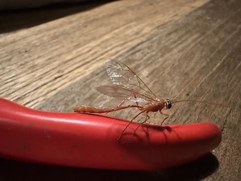 IMG_1320  Australia,Fall,Geotagged