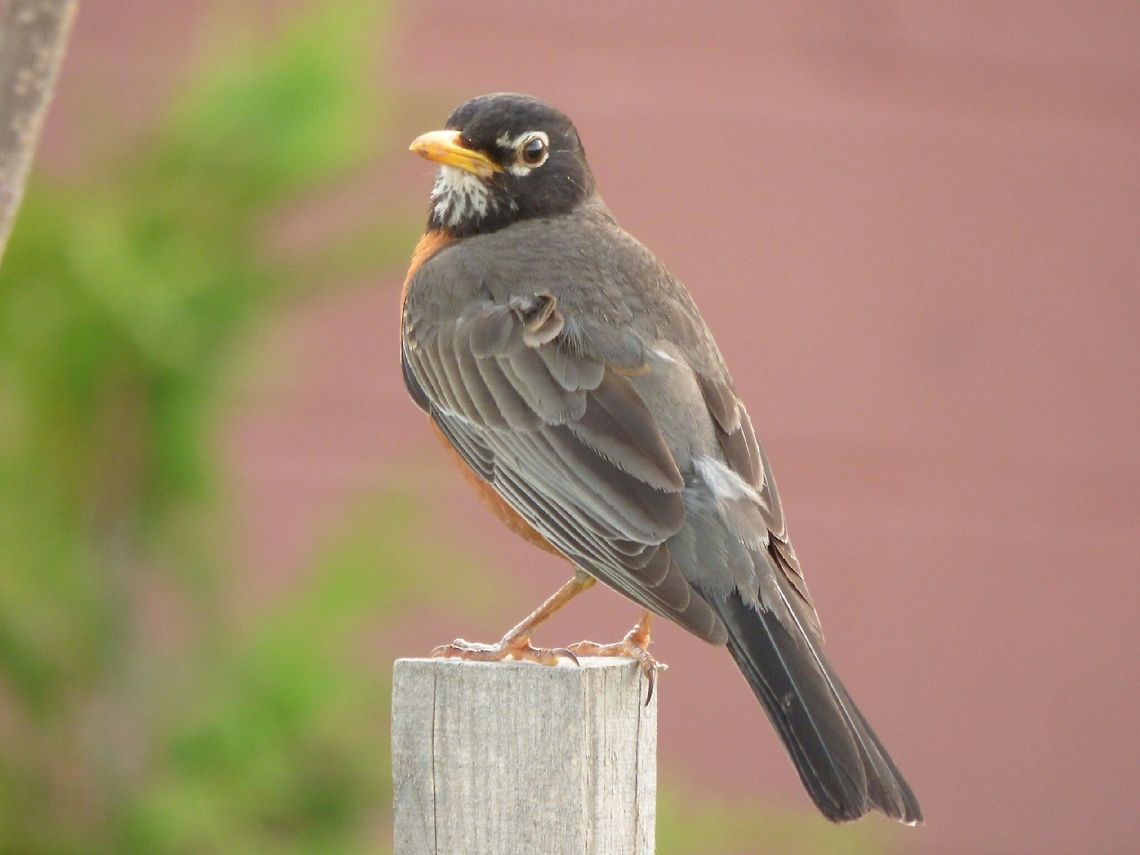 Looking Around A Robin on a pole American Robin,Turdus migratorius