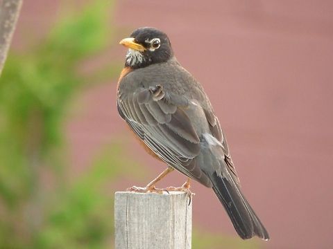 Looking Around A Robin on a pole American Robin,Turdus migratorius