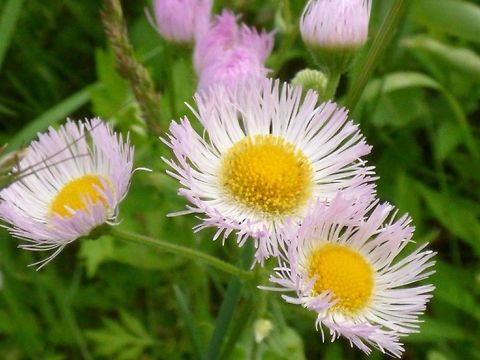 sunny daisy  Geotagged,United States