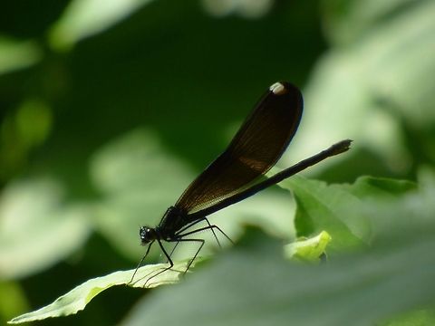Resting Dragon fly Calopteryx maculata,Ebony Jewelwing