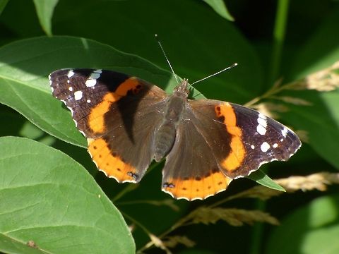 Red Admiral during Summertime Butterfly Red Admiral,Vanessa atalanta