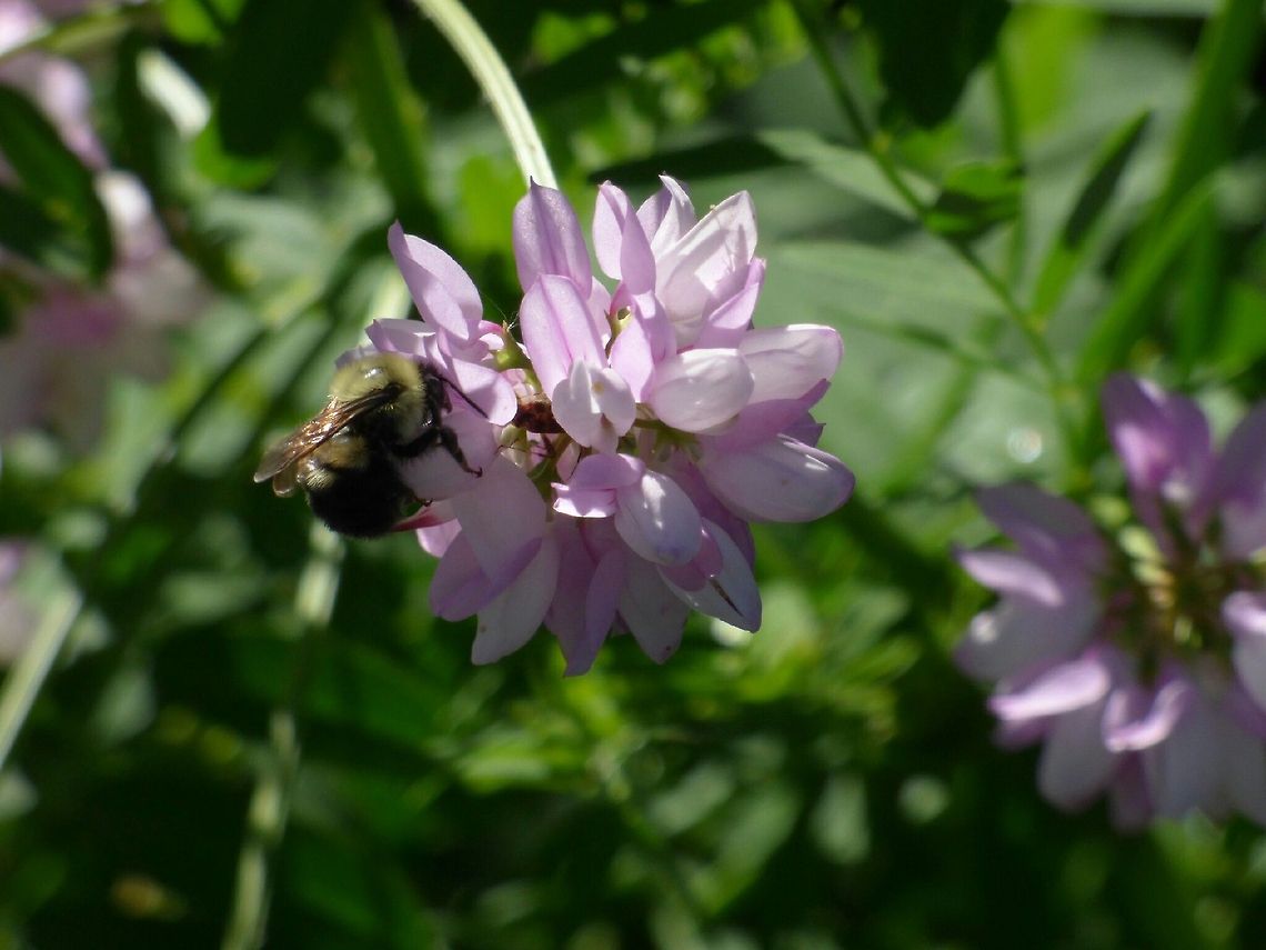 buzzing around A BUMBLEBEE ON CROWN VETCH. Crown vetch,Securigera varia