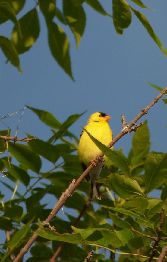 morning sun. GOLDFINCH<br />
 American Goldfinch,Carduelis tristis