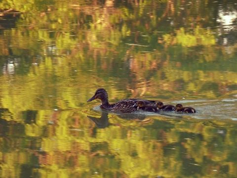 MORNING SWIM DUCKS Anas platyrhynchos,Mallard