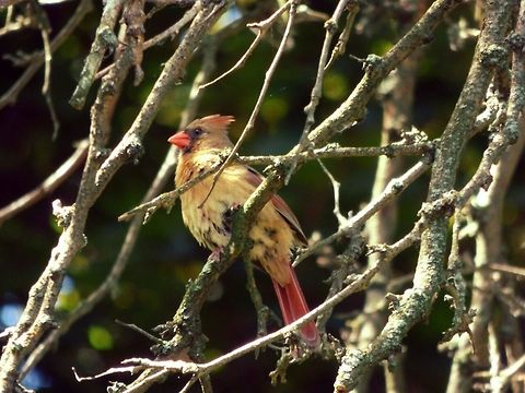 STANDING GUARD  Cardinalis cardinalis,Northern Cardinal