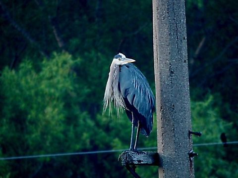 watching the area Blue heron Ardea herodias,Great Blue Heron