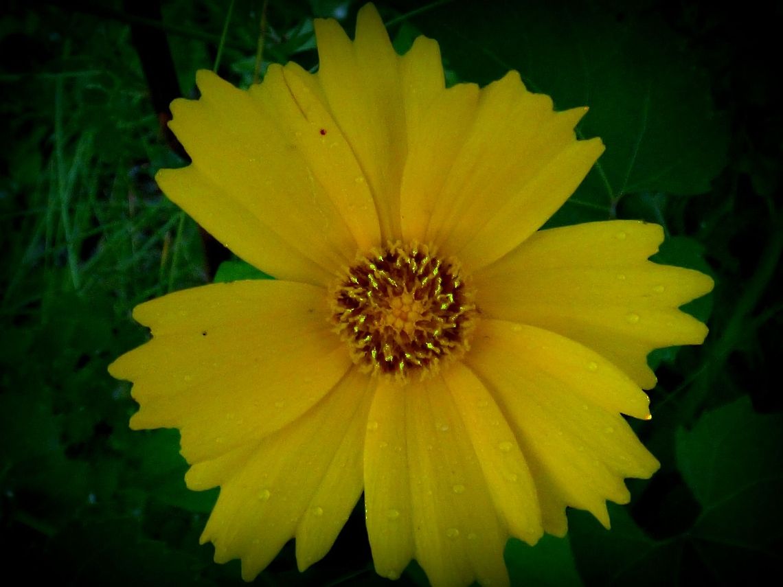 GLODEN BLOOM