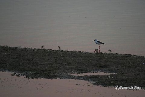black_stilt  Black-winged Stilt,Himantopus himantopus