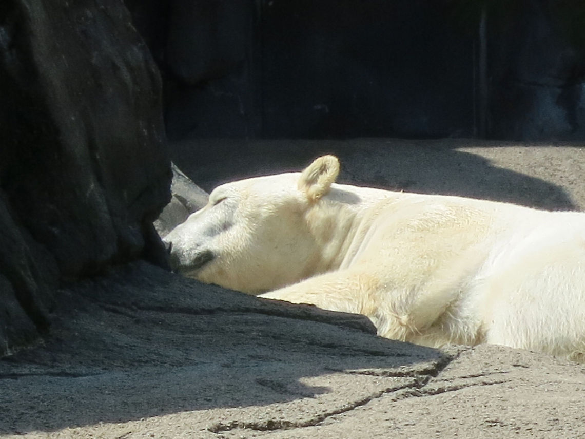 Sleepy Polar Bear A polar bear catching a nap on a muggy summer day. Geotagged,Polar Bear,United States,Ursus maritimus,polar bear,wildlife,zoo