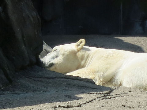 Sleepy Polar Bear A polar bear catching a nap on a muggy summer day. Geotagged,Polar Bear,United States,Ursus maritimus,polar bear,wildlife,zoo