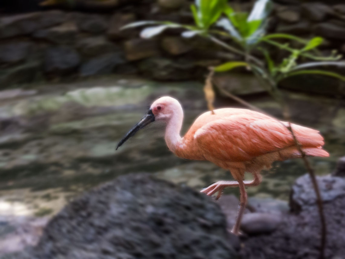 ibis  Eudocimus ruber,Scarlet Ibis