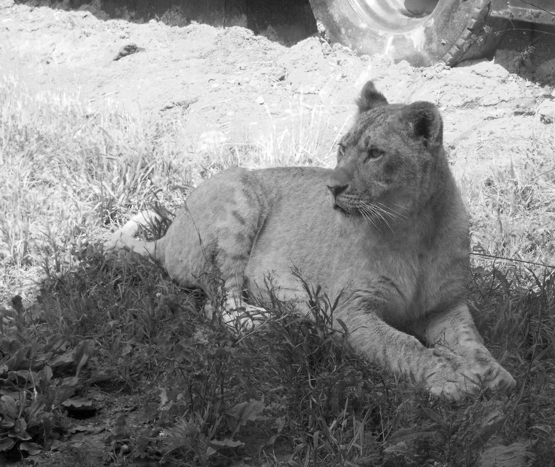 lion1  Lion,Panthera leo