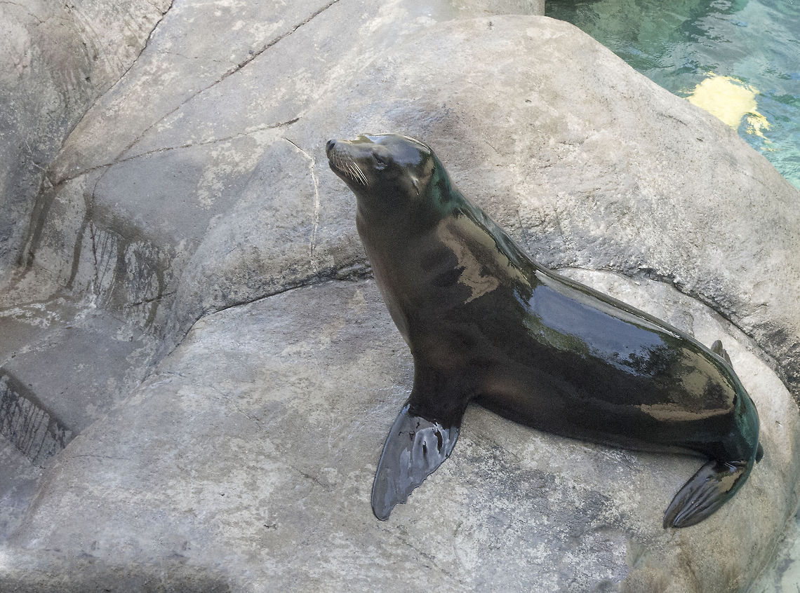 sealion  California sea lion,Zalophus californianus