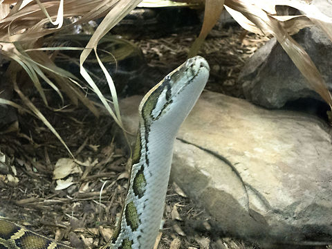 snake  Burmese Python,Python bivittatus