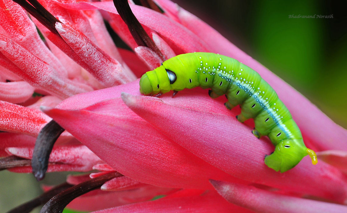 Oleander Hawk Moth Caterpillar  Daphnis nerii