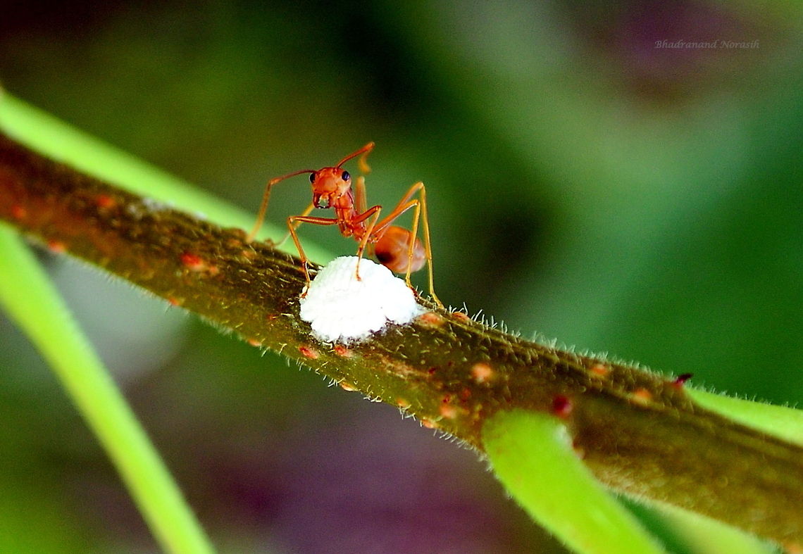 Weaver Ant This one took me 2 days. While looking at the flowering plant I spotted the plant stem with this ant busy with something whitish in color ( I guess it&#039;s aphid). It was evening time already and there wasn&#039;t enough lighting. I tried to capture the picture but failed the first day. All my pictures are captured by the same lens 18-55 which is a tough job to click small subjects, not to mention little shaky lens. Then I thought that tomorrow I will come back to get this ant picture anyway as it seems to be sticking onto its business to the white thing. The next day I was lucky to find it there and finally I got this picture ! :) Oecophylla smaragdina