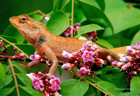 Eastern Garden Lizard The lizard enjoying the weather after the rain on the carambola tree. Calotes versicolor,Oriental Garden Lizard
