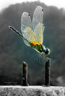 Long Legged Marsh Glider  Long Legged Marsh Glider,Trithemis pallidinervis