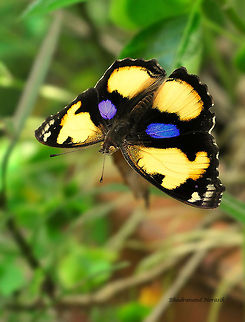 Male Yellow Pansy  Junonia hierta,Yellow Pansy