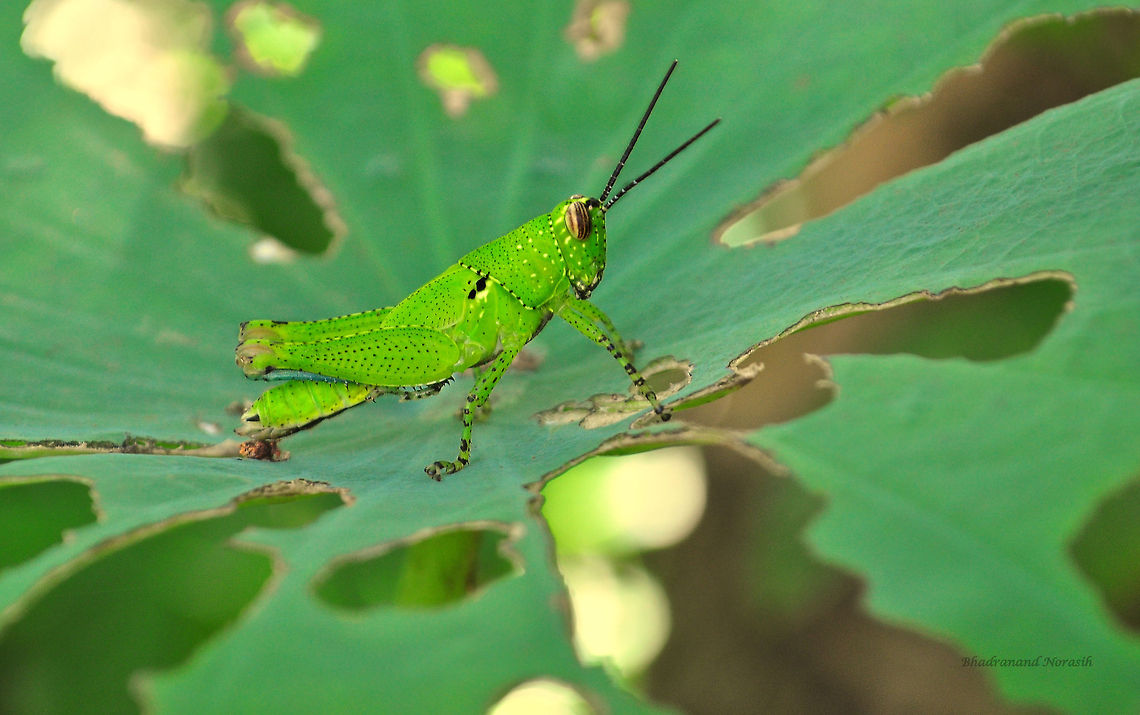 Green grasshopper nymph munching the lotus leaf Family: Acrididae<br />
Genus: Schistocerca Geotagged,Thailand