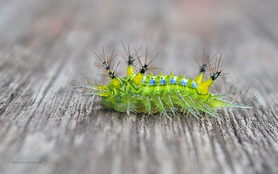 Blue-striped Nettle Grub Green-the color of growth, the color of spring...<br />
 Parasa lepida,moth caterpillar,moth week 2018