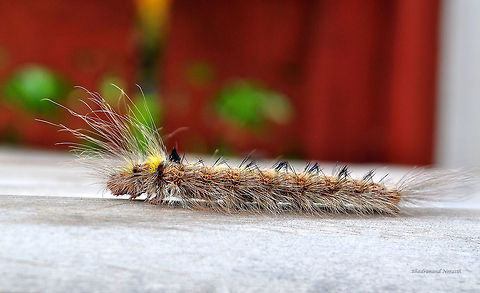 Poisonous hair  Geotagged,Thailand
