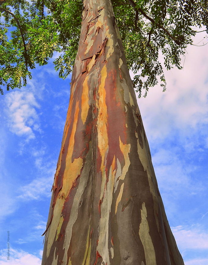 Painting by Nature  Eucalyptus deglupta
