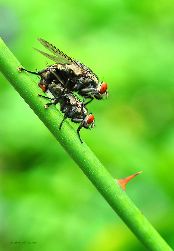 Face Fly Face flies resemble the house fly, but may be slightly larger and grayish in color. Face flies have 4 stripes on their thorax and sponging type mouth parts like the house fly. Females look very similar to the house fly, while male face flies have abdomens that are yellowish-orange in color. Female face flies lay eggs only on fresh, undisturbed cattle manure and are primarily considered a pastured cattle pest. Autumn house fly,Musca autumnalis