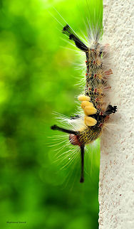 Vapourer Moth  Geotagged,Orgyia antiqua,Thailand