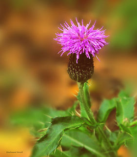 Thistle  Cirsium discolor,Cirsium vulgare,Geotagged,Spear Thistle,United Kingdom