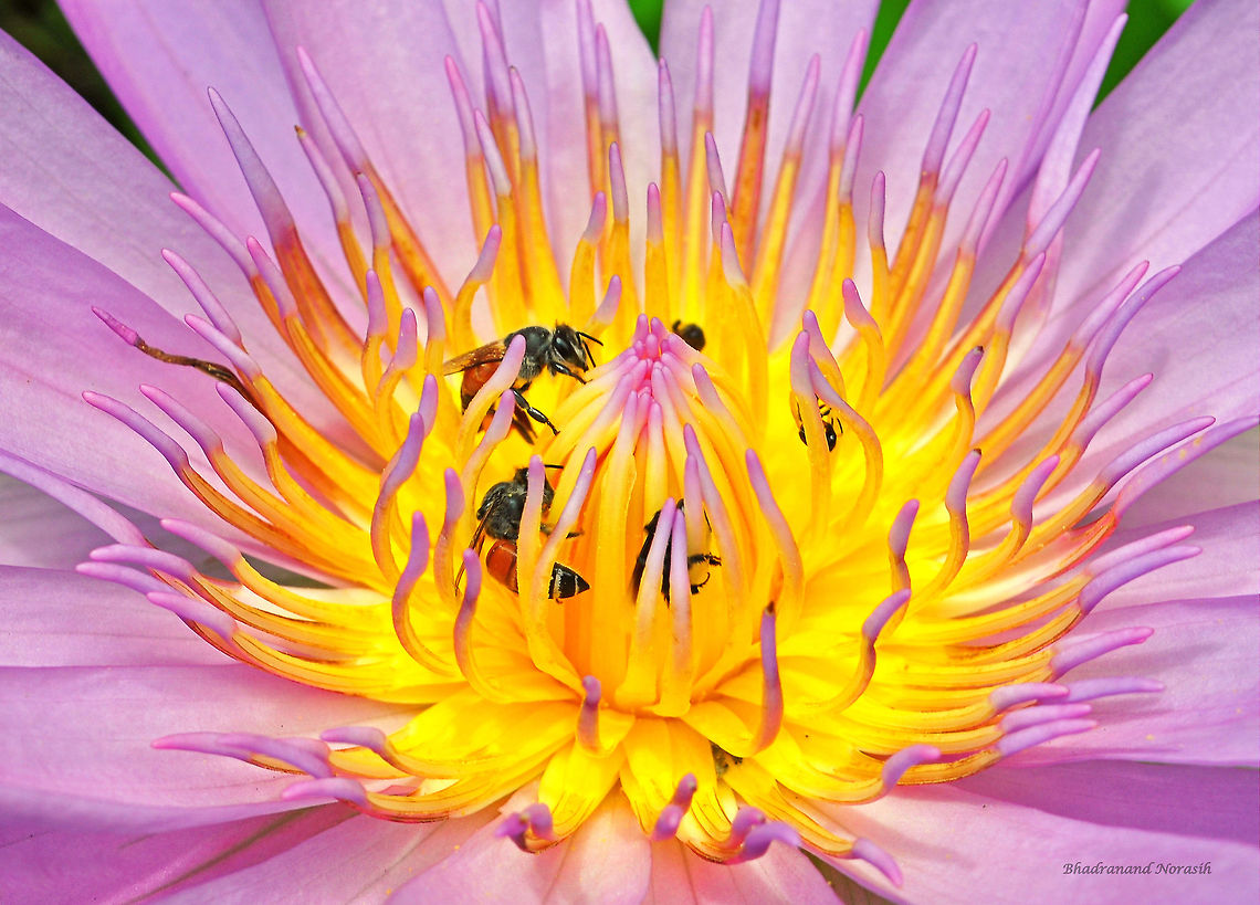 Nymphaea nouchali (Water lily)  Geotagged,Nymphaea nouchali,Summer,Thailand