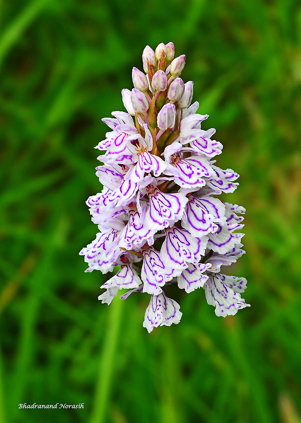Dactylorhiza fuchsii  Common Spotted-orchid,Dactylorhiza fuchsii,Geotagged,Summer,United Kingdom