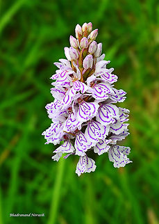 Dactylorhiza fuchsii  Common Spotted-orchid,Dactylorhiza fuchsii,Geotagged,Summer,United Kingdom