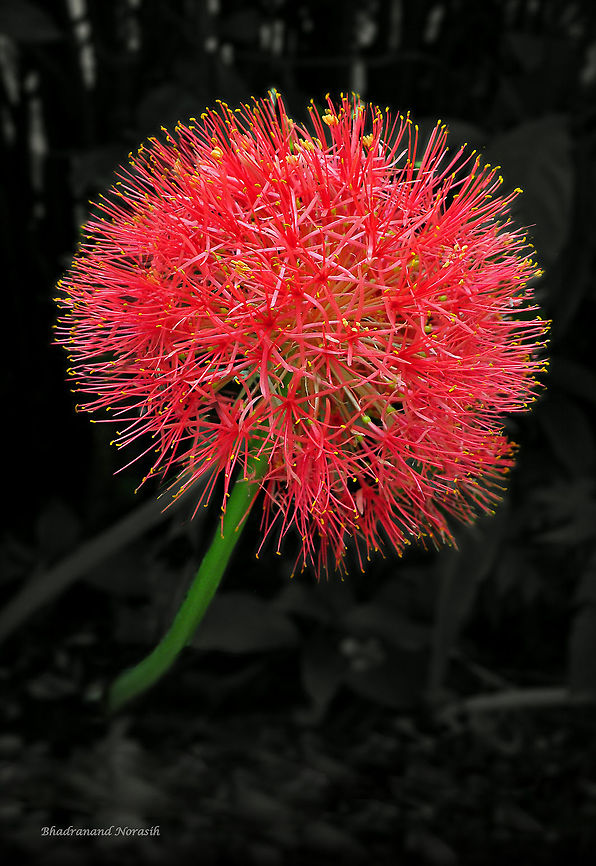 Scadoxus multiflorus The common name is blood lily or powderpuff lily but in Thailand it is called 'sun rays' because of its bright red colour and round shape like the sun.  Blood flower,Geotagged,Scadoxus multiflorus,Spring,Thailand