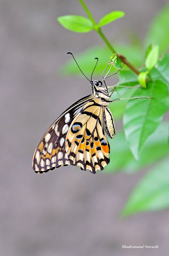 Papilio demoleus  Common Lime Butterfly,Geotagged,Papilio demoleus,Summer,Thailand,butterfly,insects,lemon butterfly,nature,wings