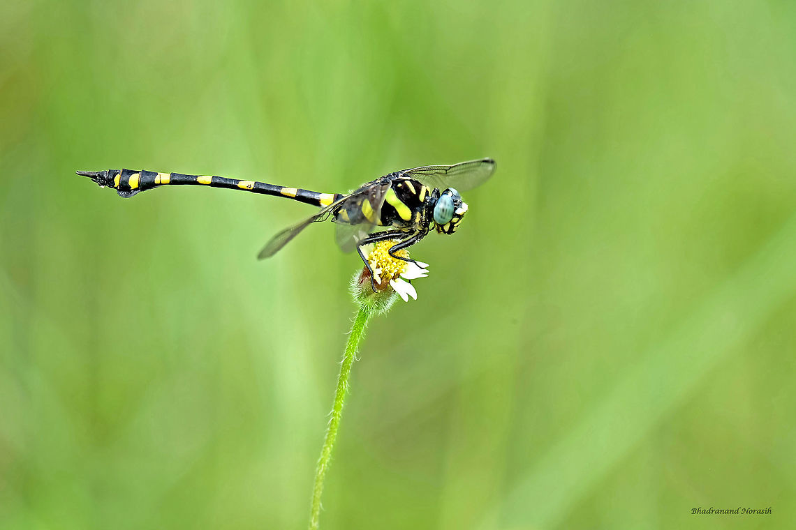 Ictinogomphus decoratus  Common Clubtail,Gomphidae,Ictinogomphus decoratus,Summer,Thailand,dragonfly,insects,nature